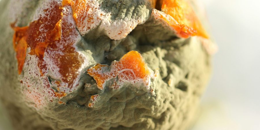 Mould Food